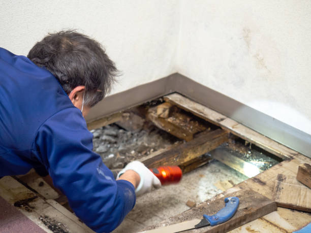 Best Water Damage Restoration  in Dryden, MI