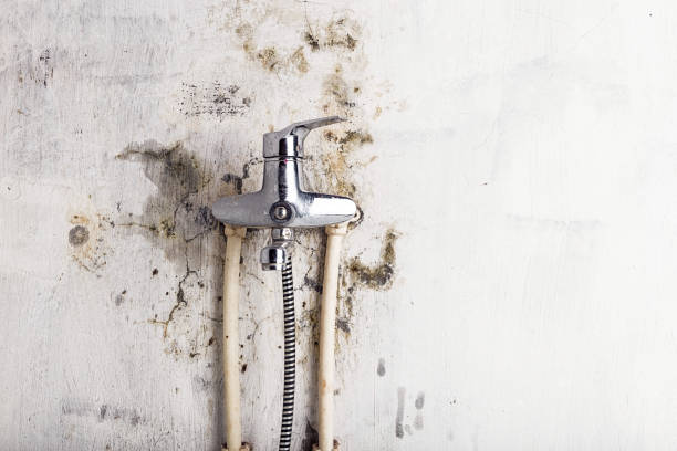 Best Mold Testing  in Dryden, MI