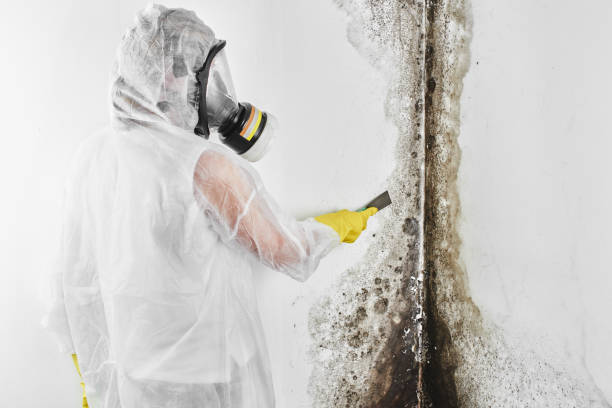 Best Fast Mold Removal  in Dryden, MI