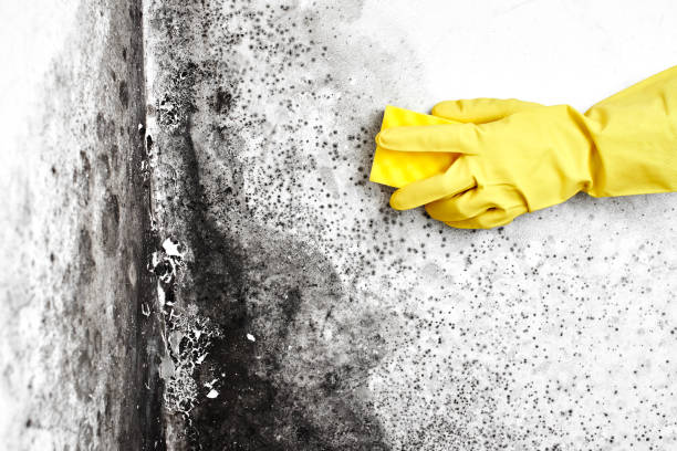 Best Crawl Space Mold Removal  in Dryden, MI