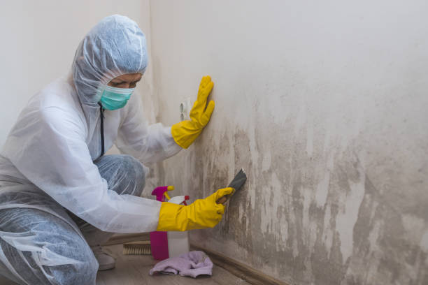 Best Water Damage Restoration  in Dryden, MI