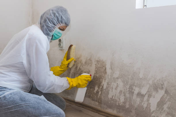  Dryden, MI Mold Removal Pros
