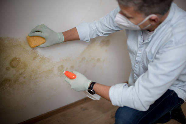 Trusted Dryden, MI Mold Removal Experts
