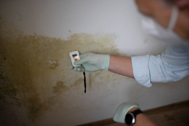 Best Affordable Mold Removal  in Dryden, MI