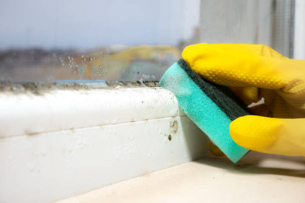 Best Local Mold Removal Service  in Dryden, MI