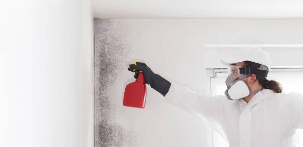 Best Black Mold Removal  in Dryden, MI