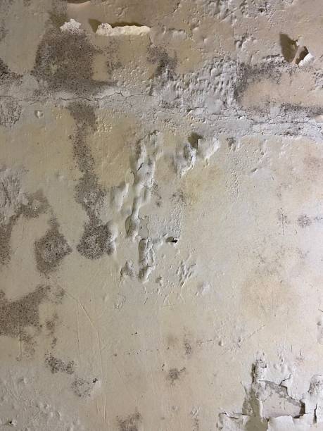 Best Attic Mold Removal  in Dryden, MI