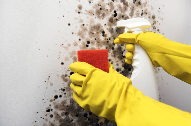 Best Home Mold Removal  in Dryden, MI