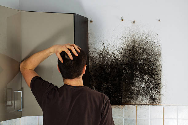 Mold Removal and Inspection in Dryden, MI