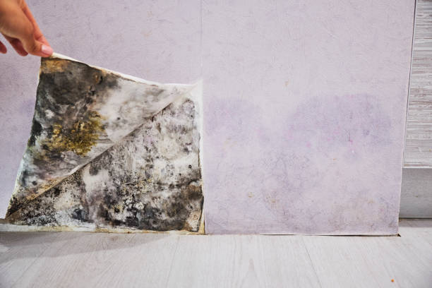 Best Emergency Mold Removal  in Dryden, MI